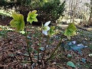 22 Ellebori in fiore e fecondati(Helleborus niger e viridis)